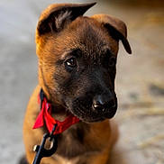 Arva a rejoint le concours — aidez-le/la à gagner de superbes lots ! adorable, animal, black_muzzle, blurry_background, brown_fur, canine, close_up, cute, dog, ears, fur, leash, looking_away, outdoor, pet, portrait, puppy, red_collar, sitting, young