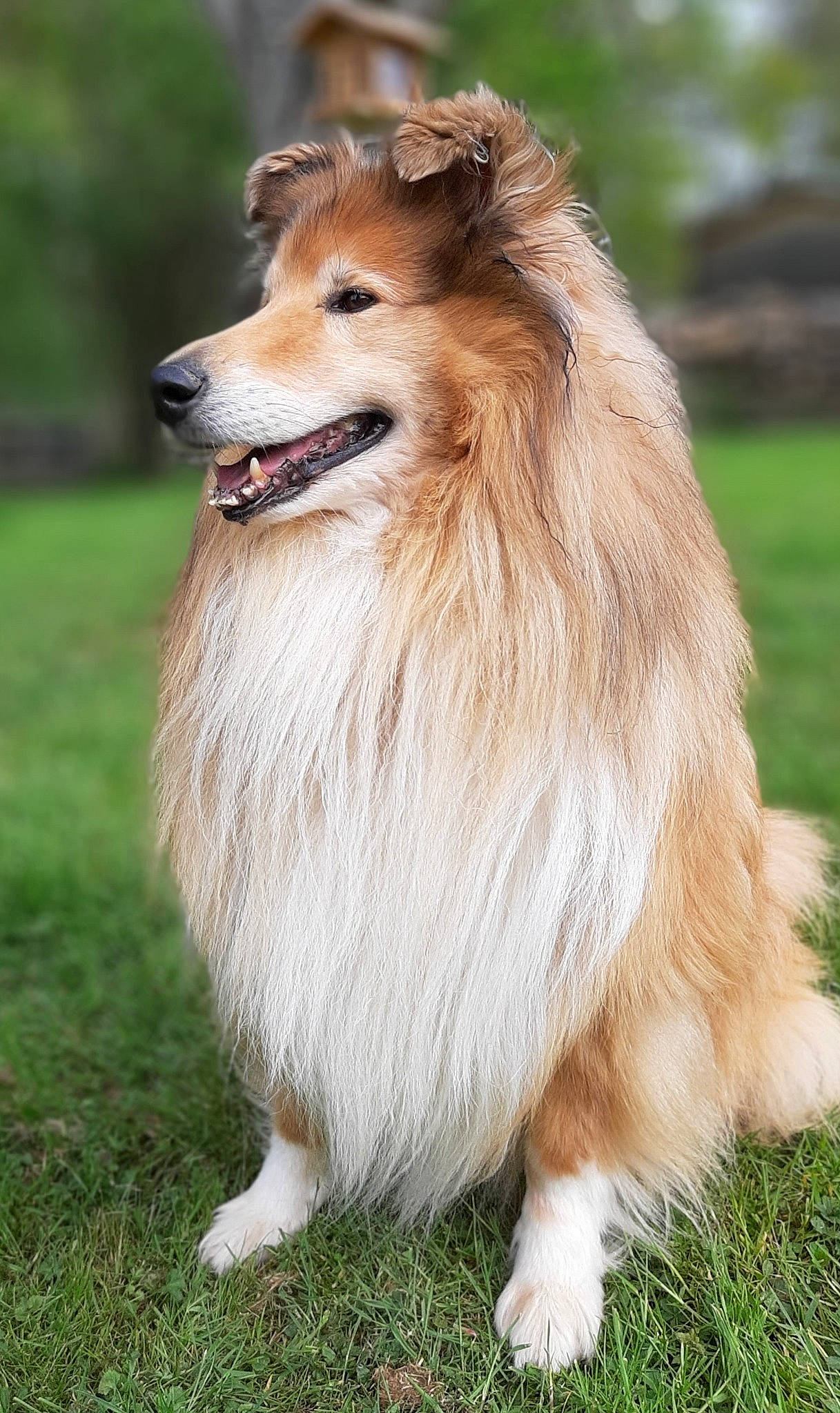 Iago participe au concours pour gagner de l'argent avec cette photo : carnivore, collie, companion_dog, dog, dog_breed, fawn, fur, grass, herding_dog, liver, plant, rough_collie, scotch_collie, shetland_sheepdog, snout, sporting_group, terrestrial_animal, tree, whiskers, working_animal