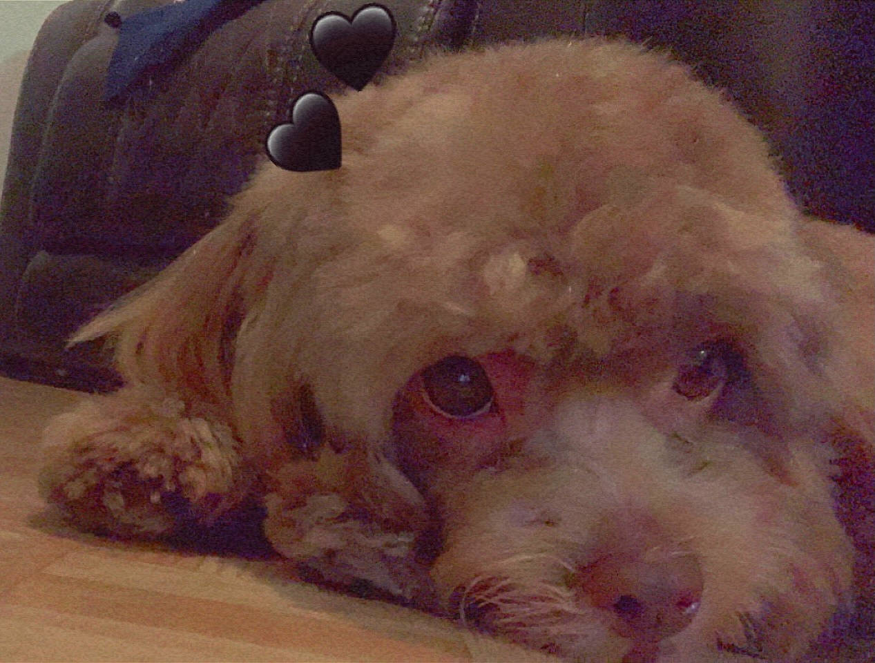 Carlos is registered to the contest to win money with this photo: canidae, carnivore, companion_dog, dog, dog_breed, dog_supply, ear, fawn, fur, head, liver, pet_supply, puppy_love, snout, sporting_group, terrier, toy, toy_dog, whiskers, working_animal