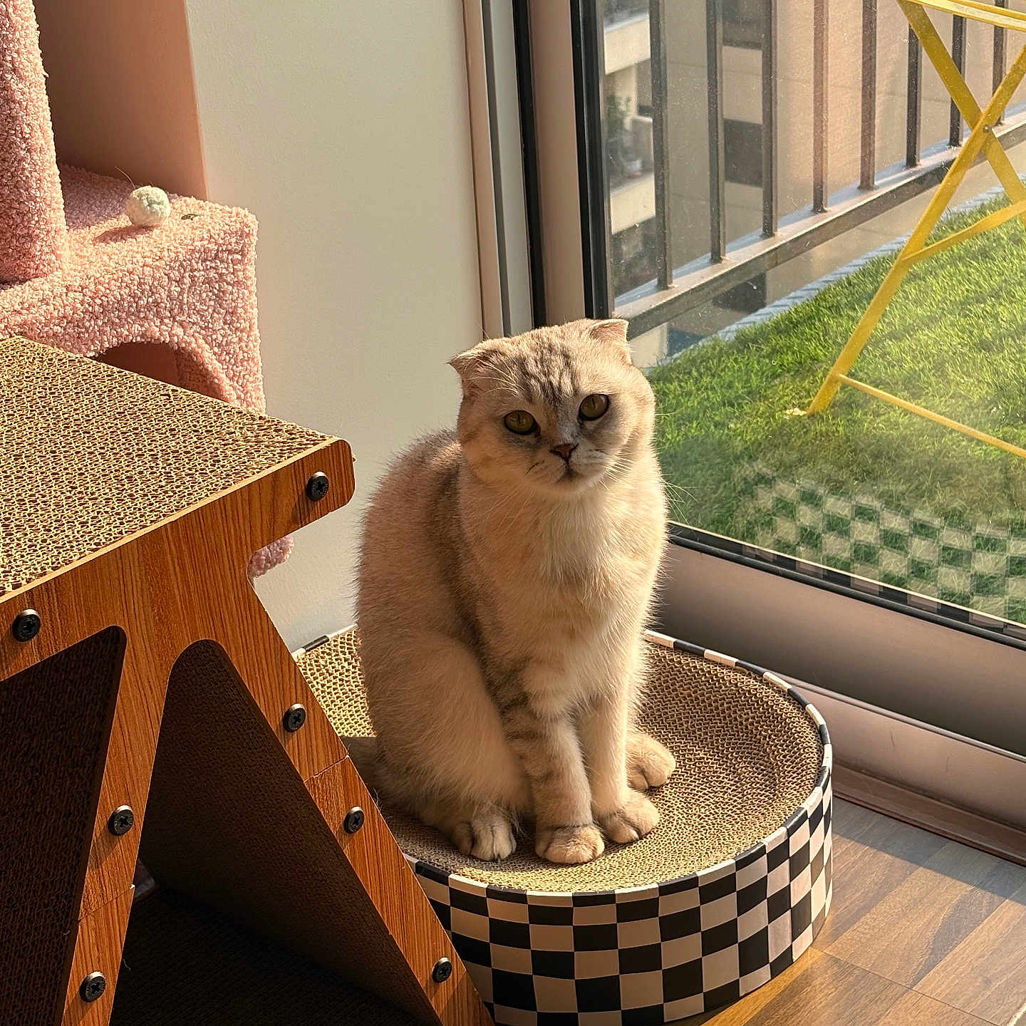 Hoochu joined the competition — help win amazing prizes! animal, architecture, balcony, building, canine, cat, dog, dogbed, furniture, hardwood, indoors, interiordesign, kitten, livingroom, manx, pet, room, table, window, wood