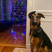 Korra is registered to the contest to win money with this photo: dog, tennis_ball, mat, wooden_floor, christmas_tree, holiday_lights, decorations, indoor, window, leash, collar, reflection, room, pet, animal, festive, colorful_lights, wall, doorway, curious