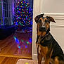 dog, tennis_ball, mat, wooden_floor, christmas_tree, holiday_lights, decorations, indoor, window, leash, collar, reflection, room, pet, animal, festive, colorful_lights, wall, doorway, curious