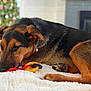 Korra joined the competition — help win amazing prizes! dog, sleeping, toy, blanket, indoor, cozy, resting, paw, fur, canine, brown, black, chew_toy, holiday, christmas_tree, fireplace, relaxation, pet, domestic_animal, comfort
