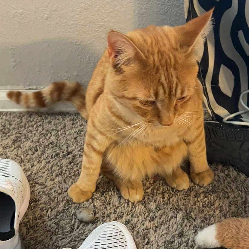 Oliver is registered to the contest to win money with this photo: animal, cat, clothing, document, footwear, hardwood, homedecor, indoors, interiordesign, kitten, manx, pet, plant, pottedplant, receipt, runningshoe, shoe, sneaker, text, wood