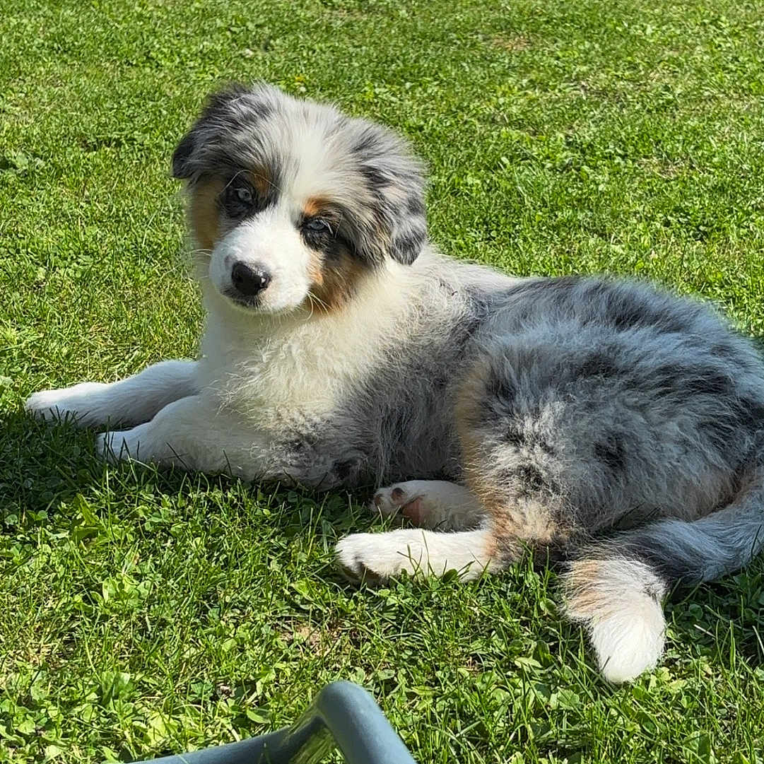 Perle participe au concours pour gagner de l'argent avec cette photo : animal, architecture, backyard, ball, building, canine, dog, football, grass, lawn, nature, outdoors, park, pet, plant, puppy, shelter, soccer, soccerball, yard