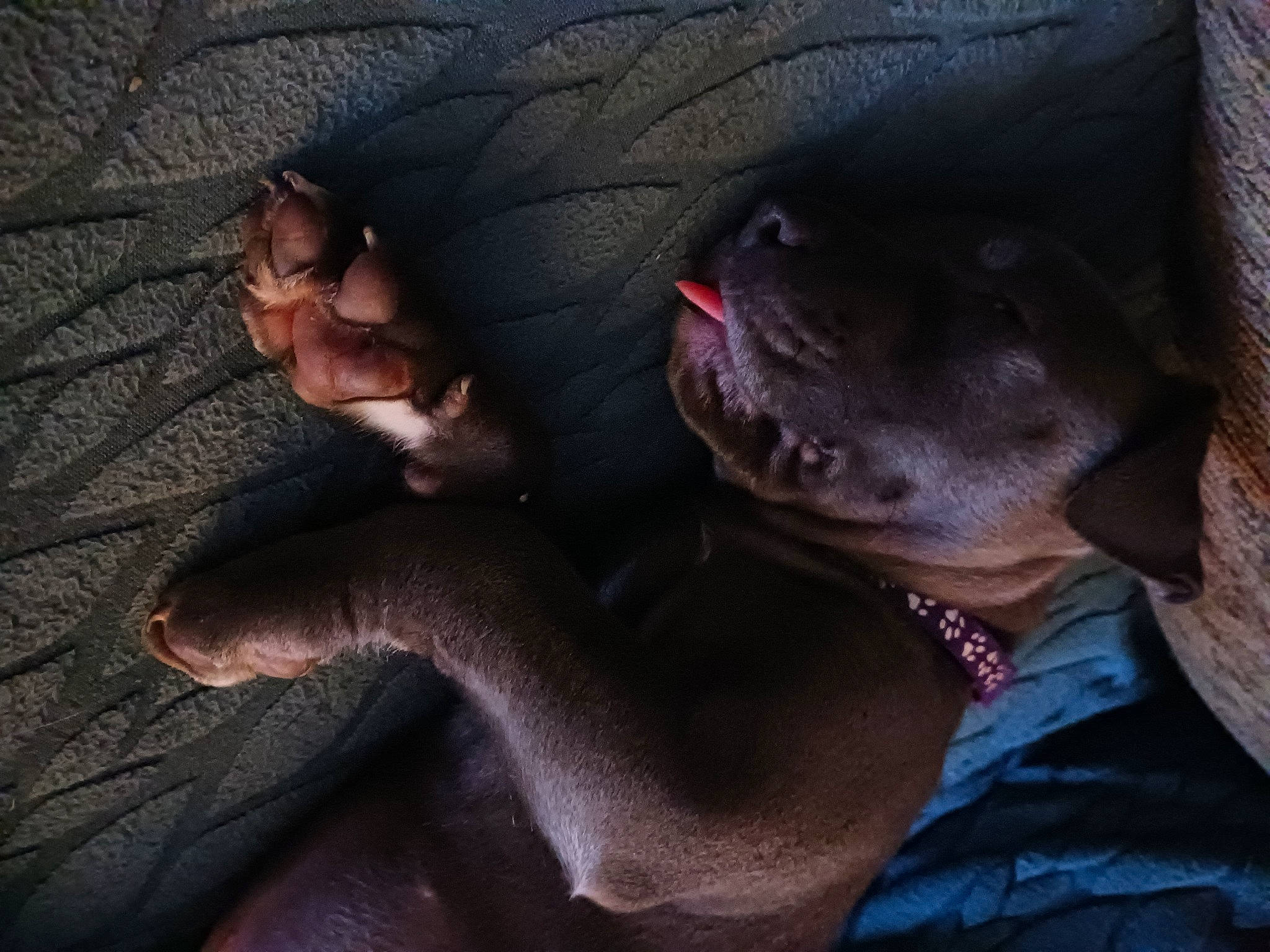 Kyah is registered to the contest to win money with this photo: canidae, carnivore, comfort, companion_dog, darkness, dog, dog_breed, fawn, foot, fur, gesture, grey, guard_dog, human_leg, jaw, nail, snout, sporting_group, whiskers, working_animal