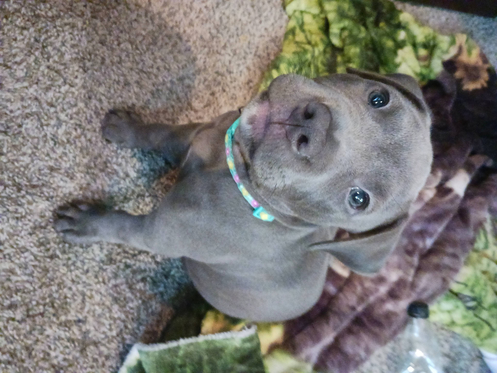 Kyah is registered to the contest to win money with this photo: adventure, canidae, carnivore, collar, companion_dog, dog, dog_breed, dog_collar, fawn, fur, grass, liver, puppy, snout, soil, sporting_group, terrestrial_animal, whiskers, wildlife, working_animal