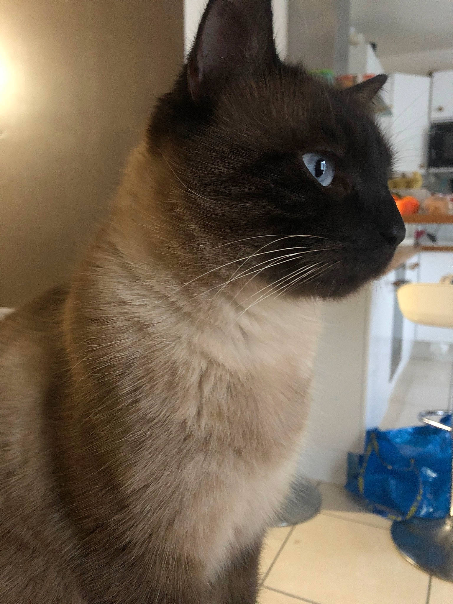 Rambo participe au concours pour gagner de l'argent avec cette photo : asian, balinese, burmese, carnivore, cat, domestic_short_haired_cat, eye, felidae, fur, korat, mammal, ojos_azules, siamese, small_to_medium_sized_cats, snout, snowshoe, thai, tonkinese, vertebrate, whiskers