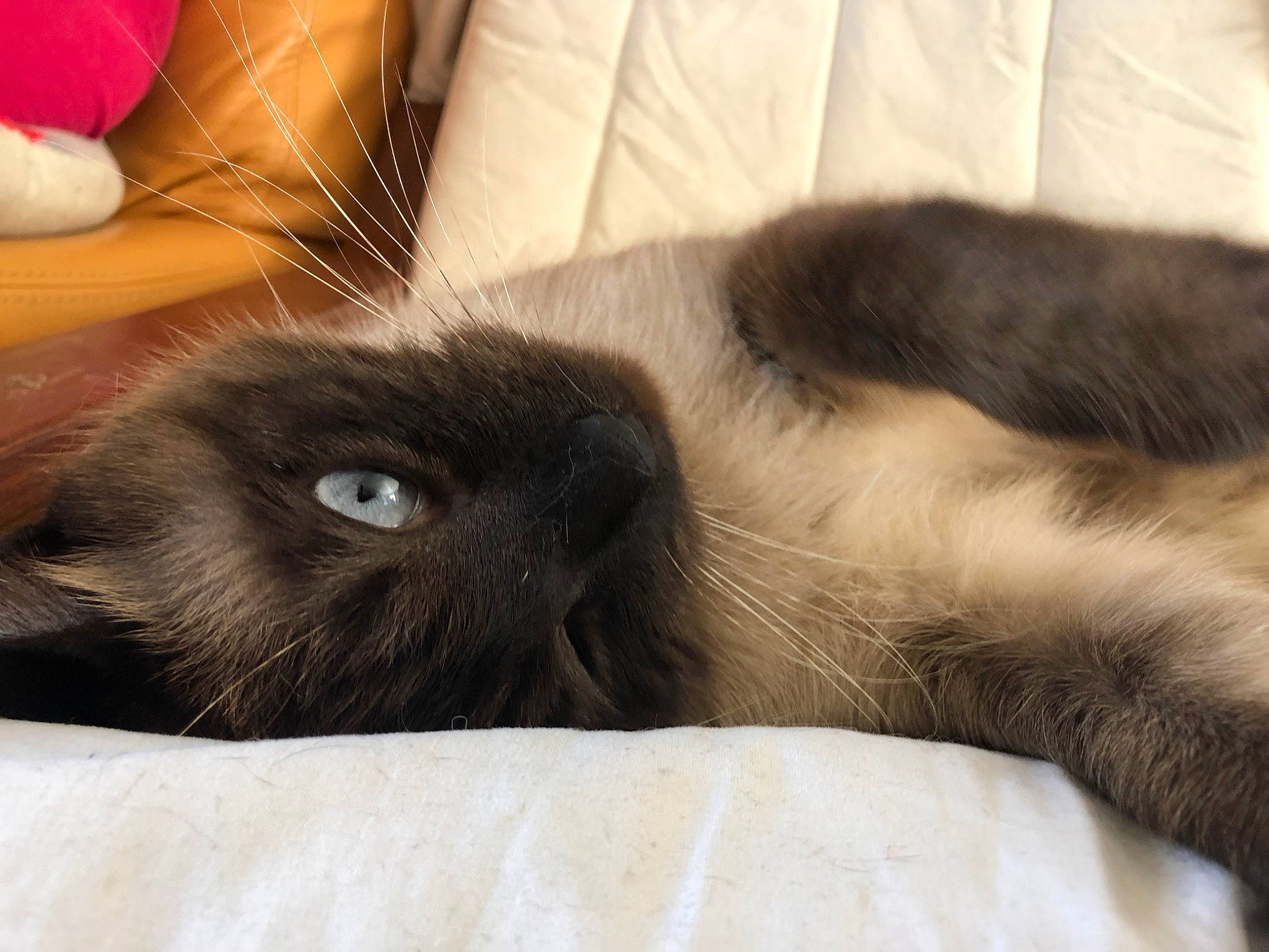 Rambo a rejoint le concours — aidez-le/la à gagner de superbes lots ! balinese, birman, black_cat, british_shorthair, burmese, carnivore, cat, claw, eye, fawn, felidae, fur, mammal, nap, nose, small_to_medium_sized_cats, snout, thai, tonkinese, whiskers