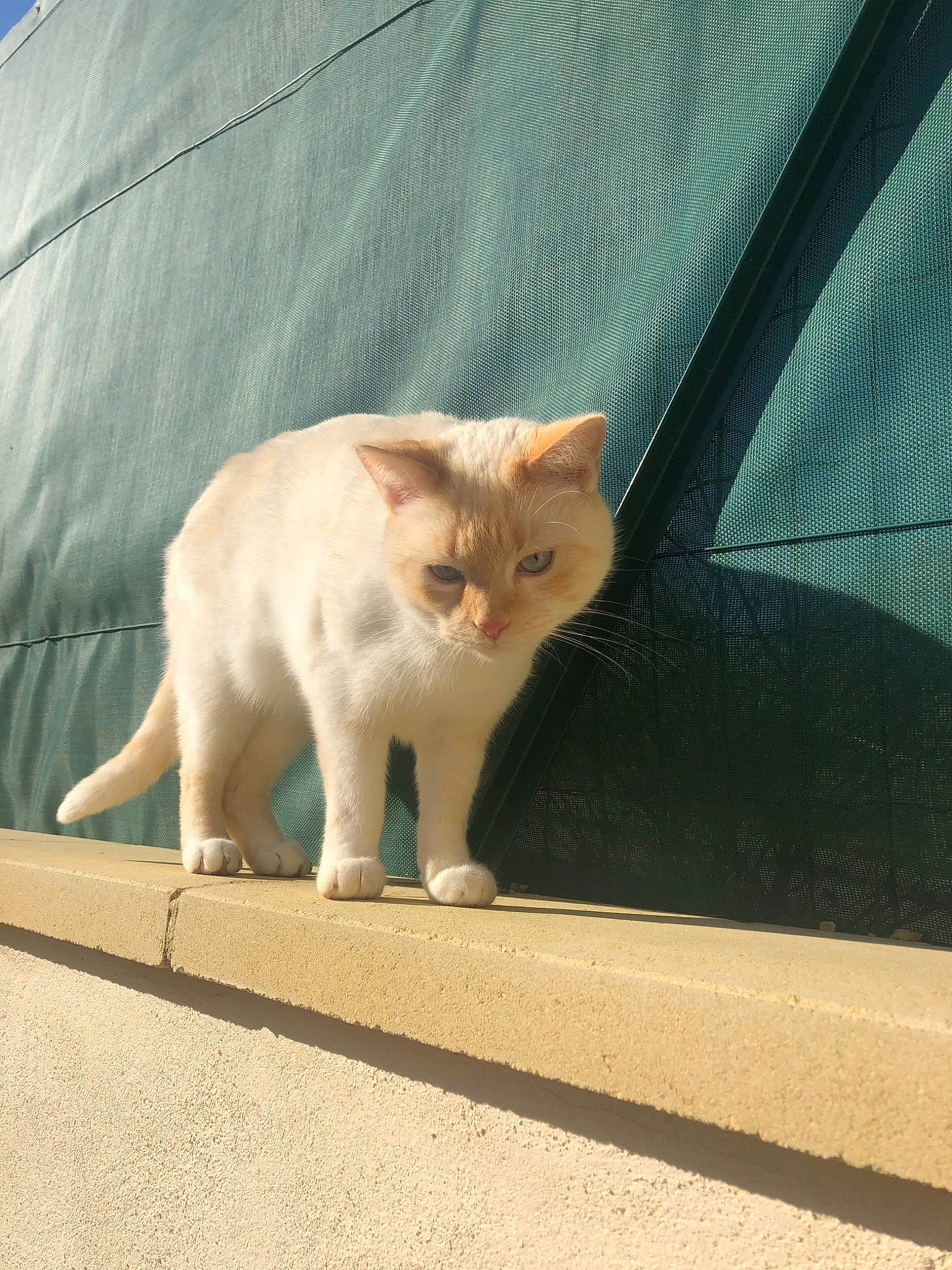 Snow a rejoint le concours — aidez-le/la à gagner de superbes lots ! aegean_cat, asian, burmilla, carnivore, cat, domestic_short_haired_cat, eye, fawn, felidae, fur, kitten, mammal, ojos_azules, singapura, small_to_medium_sized_cats, tail, turkish_angora, turkish_van, whiskers