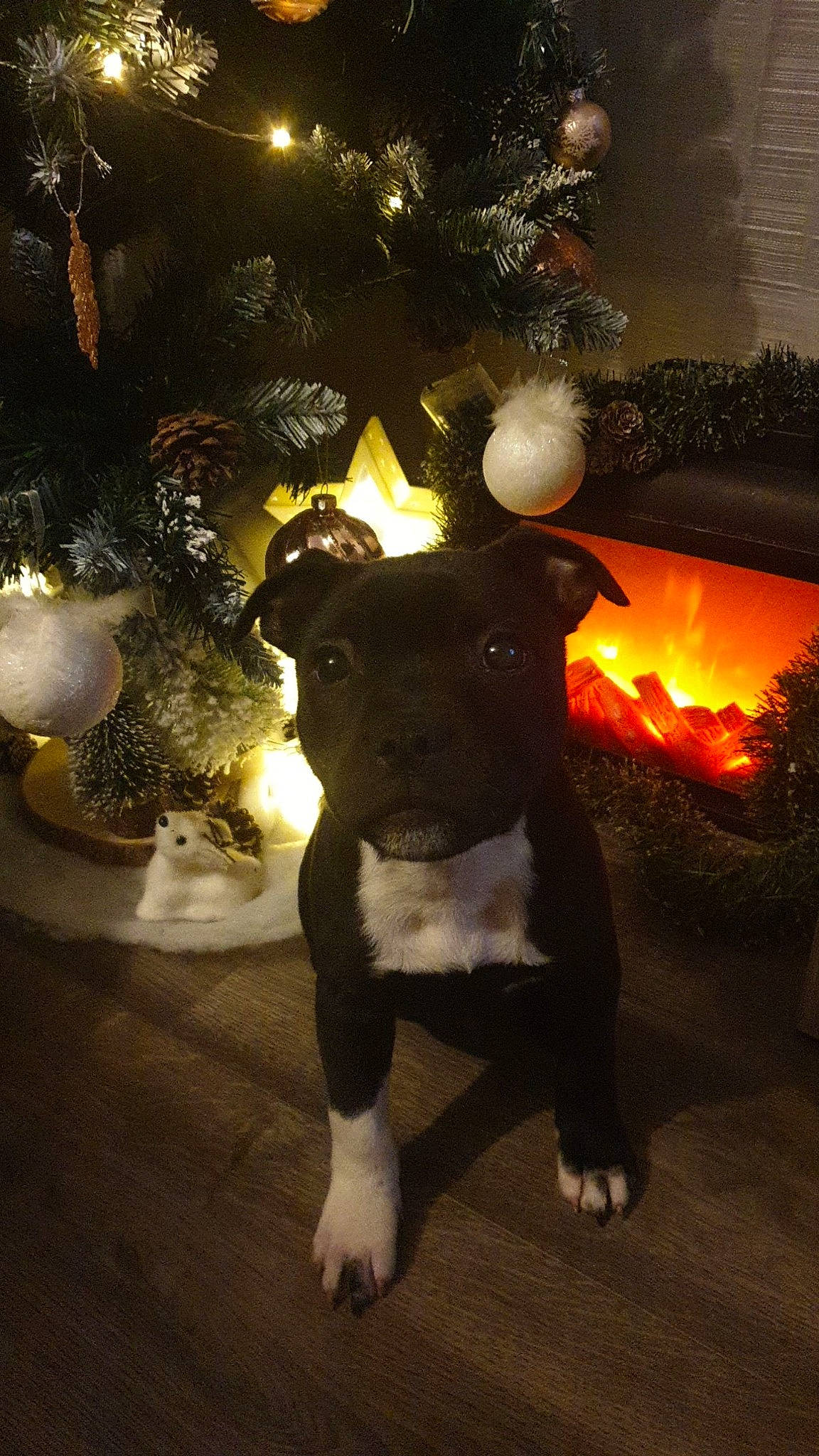 Isco a rejoint le concours — aidez-le/la à gagner de superbes lots ! canidae, carnivore, christmas, christmas_decoration, christmas_eve, christmas_lights, christmas_ornament, christmas_tree, companion_dog, conifer, dog, dog_breed, holiday, holiday_ornament, interior_design, ornament, snout, sporting_group, tail, working_animal