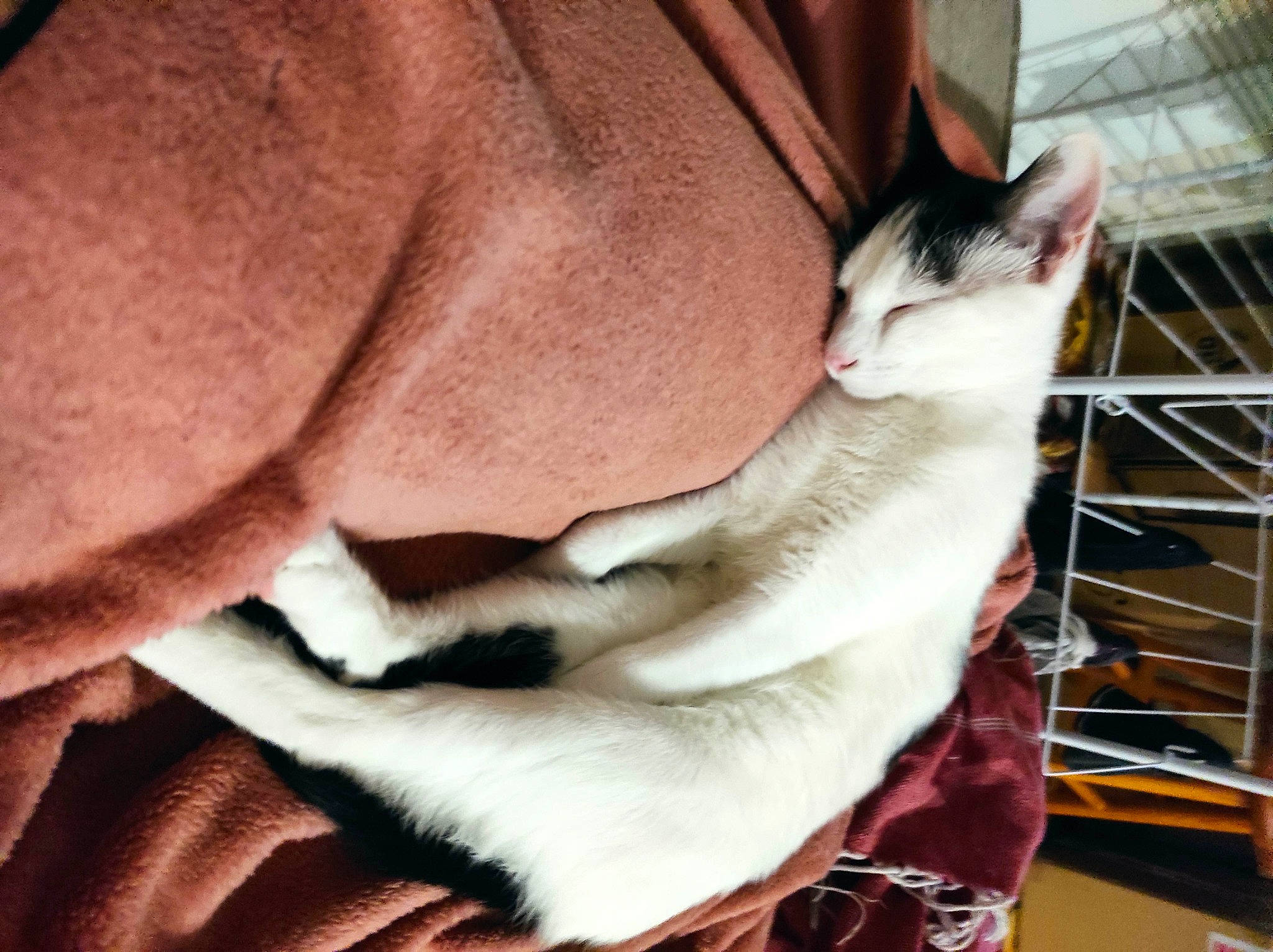 Sansa participe au concours pour gagner de l'argent avec cette photo : carnivore, cat, claw, comfort, domestic_short_haired_cat, fawn, felidae, foot, fur, gesture, human_leg, mammal, nail, paw, small_to_medium_sized_cats, snout, tail, thai, vertebrate, whiskers