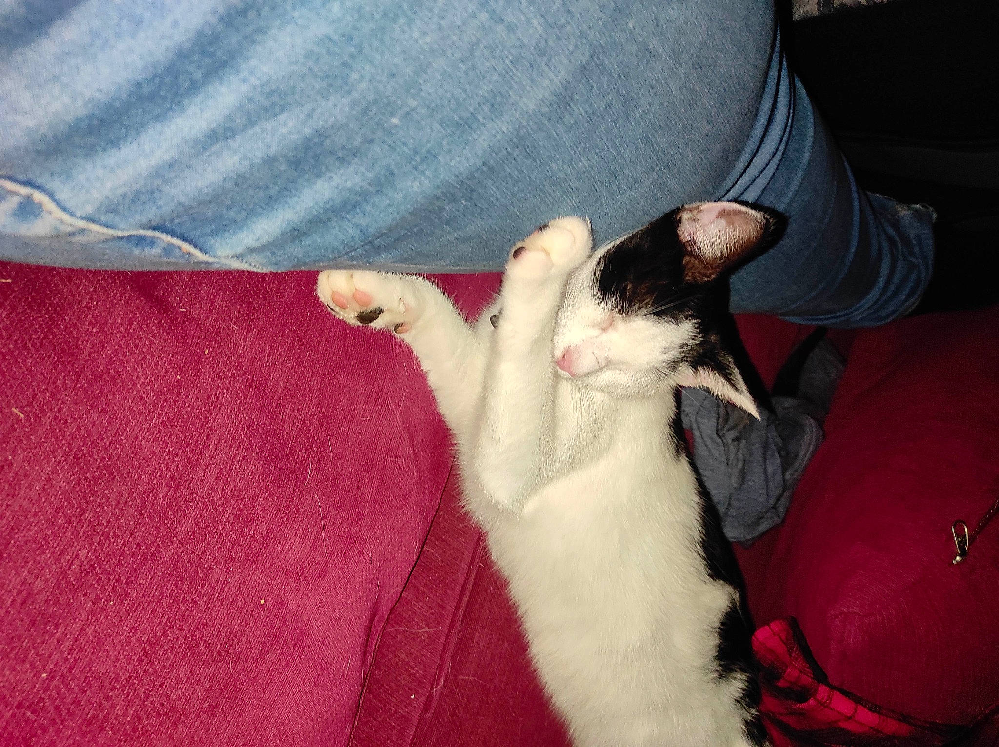 Sansa a rejoint le concours — aidez-le/la à gagner de superbes lots ! carnivore, cat, claw, comfort, dog_breed, domestic_short_haired_cat, felidae, foot, fur, gesture, human_leg, lap, nail, pattern, paw, small_to_medium_sized_cats, tail, whiskers, wrist