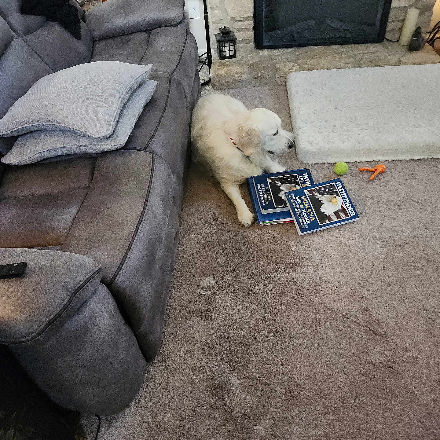 Bou is registered to the contest to win money with this photo: blanket, books, carpet, couch, cozy, dog, dog_toys, fireplace, furniture, glasses, home, indoor, living_room, pet, pillow, relaxing, remote_control, stone_wall, table, white_dog