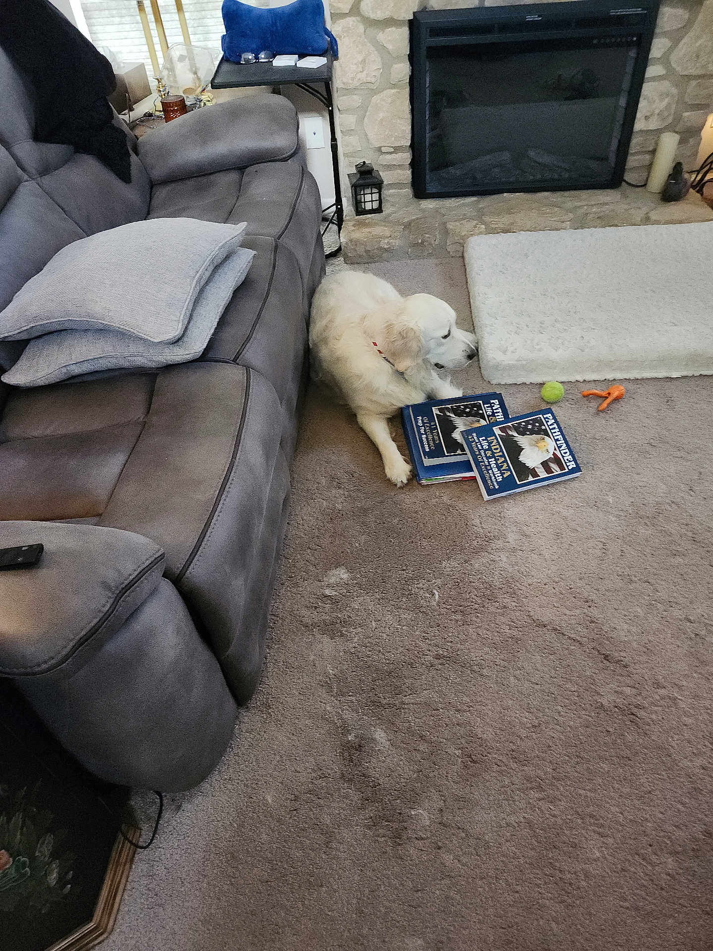 Bou is registered to the contest to win money with this photo: dog, white_dog, carpet, books, dog_toys, couch, pillow, fireplace, stone_wall, table, glasses, remote_control, indoor, living_room, pet, relaxing, home, furniture, blanket, cozy