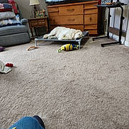 Bou is registered to the contest to win money with this photo: dog, living_room, carpet, dog_bed, toys, dresser, television, armchair, pillow, lamp, table, floor, blanket, wooden_furniture, indoor, relaxing, pet, home, cozy, leisure