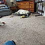 dog, living_room, carpet, dog_bed, toys, dresser, television, armchair, pillow, lamp, table, floor, blanket, wooden_furniture, indoor, relaxing, pet, home, cozy, leisure