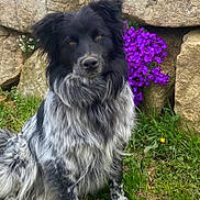 Salto a rejoint le concours — aidez-le/la à gagner de superbes lots ! animal, black_and_white, cute, dog, ears, face, fluffy, fur, garden, grass, greenery, long_fur, nature, outdoor, pet, portrait, purple_flowers, sitting, stone_wall, watchful
