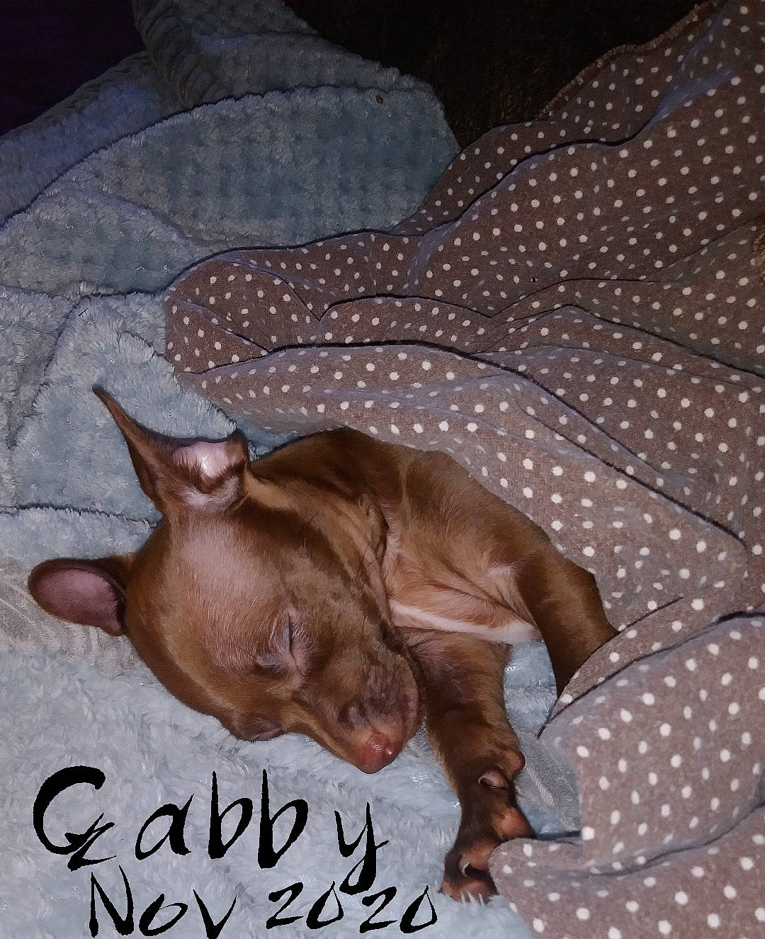 Gabby Mae joined the competition — help win amazing prizes! art, brown, canidae, carnivore, comfort, companion_dog, dog, dog_breed, fawn, felidae, handwriting, linens, liver, painting, pattern, snout, sporting_group, terrestrial_animal, whiskers, working_animal