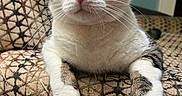 Stanley is registered to the contest to win money with this photo: animal, armchair, cat, close_up, cozy, cute, domestic_cat, feline, front_paws, furniture, household, indoor, looking_at_camera, patterned_fabric, pet, pink_nose, relaxed, tabby, whiskers, white_fur