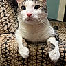 Stanley is registered to the contest to win money with this photo: cat, tabby, white_fur, close_up, indoor, furniture, armchair, patterned_fabric, pink_nose, whiskers, relaxed, pet, animal, cute, domestic_cat, looking_at_camera, front_paws, cozy, household, feline