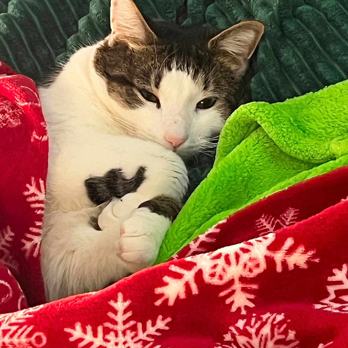 Stanley is registered to the contest to win money with this photo: cat, animal, pet, blanket, red_blanket, green_blanket, snowflake_pattern, cozy, resting, fur, whiskers, indoor, cute, sleepy, tabby, white_fur, pink_nose, paws, relaxation, comfort