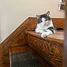 cat, stairs, wood, paw, relaxed, indoor, animal, pet, feline, home, cozy, calm, looking, fur, whiskers, ear, step, resting, domestic, cute