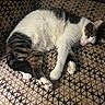 Stanley joined the competition — help win amazing prizes! cat, tabby, white_fur, resting, couch, furniture, indoor, patterned_fabric, relaxed, sleepy, paw, pink_toe_beans, animal, pet, fur, whiskers, ear, cute, mammal, cozy