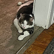 Stanley joined the competition — help win amazing prizes! animal, carpet, cat, curious, cute, door_frame, ears, floor, fur, home, indoor, looking, lying_down, pet, striped, tabby, tile_floor, whiskers, white_paws, wood_floor