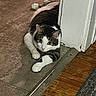 cat, animal, pet, indoor, floor, door_frame, curious, lying_down, white_paws, tabby, striped, home, wood_floor, carpet, tile_floor, looking, ears, whiskers, fur, cute