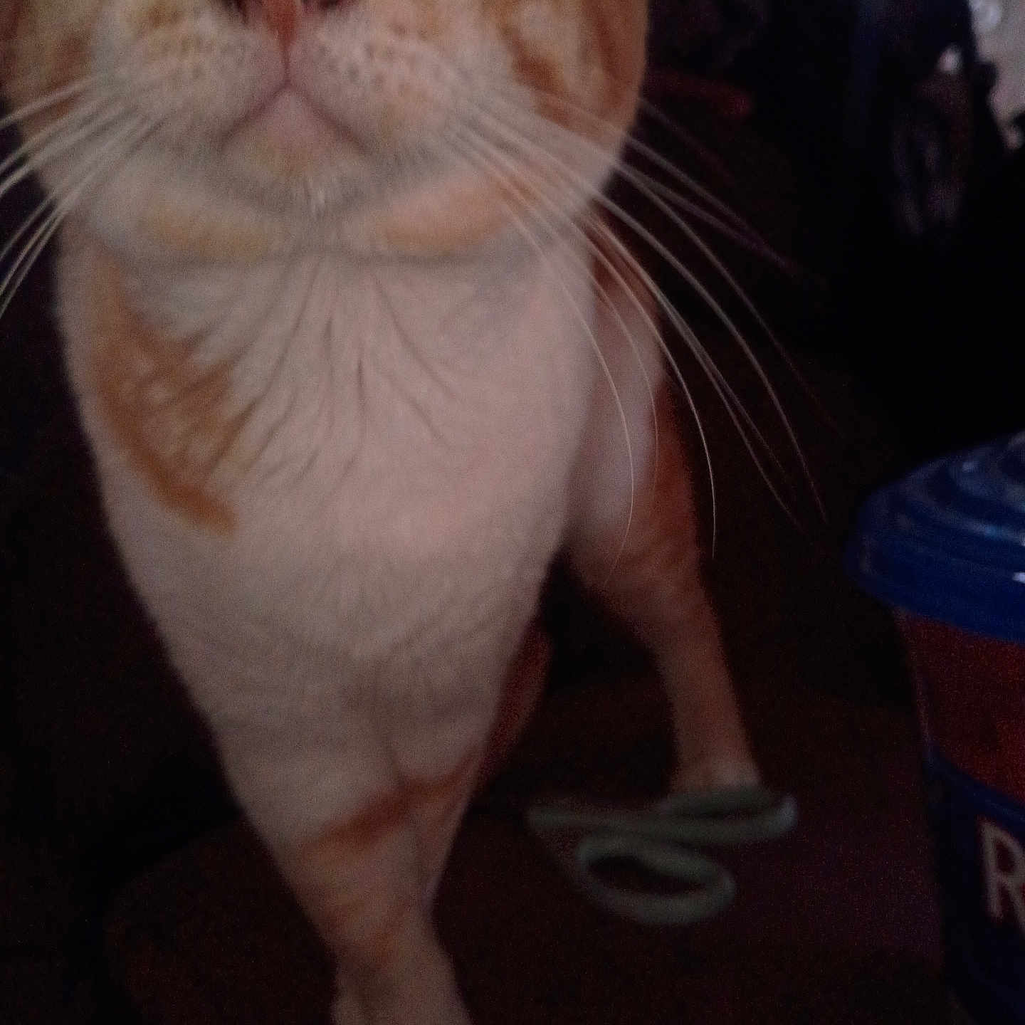 Scooters joined the competition — help win amazing prizes! cat, close_up, orange_cat, white_cat, whiskers, pet, indoor, curious, feline, animal, face, fur, portrait, domestic_cat, cute, close, looking, head, muzzle, paw