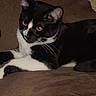 animal, black_and_white, cat, close_up, cozy, cute, domestic_animal, feline, fur, indoor, lying_down, mammal, pet, portrait, relaxed, resting, soft, tuxedo_cat, whiskers, yellow_eyes