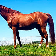 Ivanhoé Aubertois participe au concours pour gagner de l'argent avec cette photo : bridle, colt, ecoregion, ecosystem, grass, grassland, horse, horse_like_mammal, horse_supplies, livestock, mane, mare, meadow, mustang_horse, pack_animal, pasture, rein, sorrel, stallion, steppe