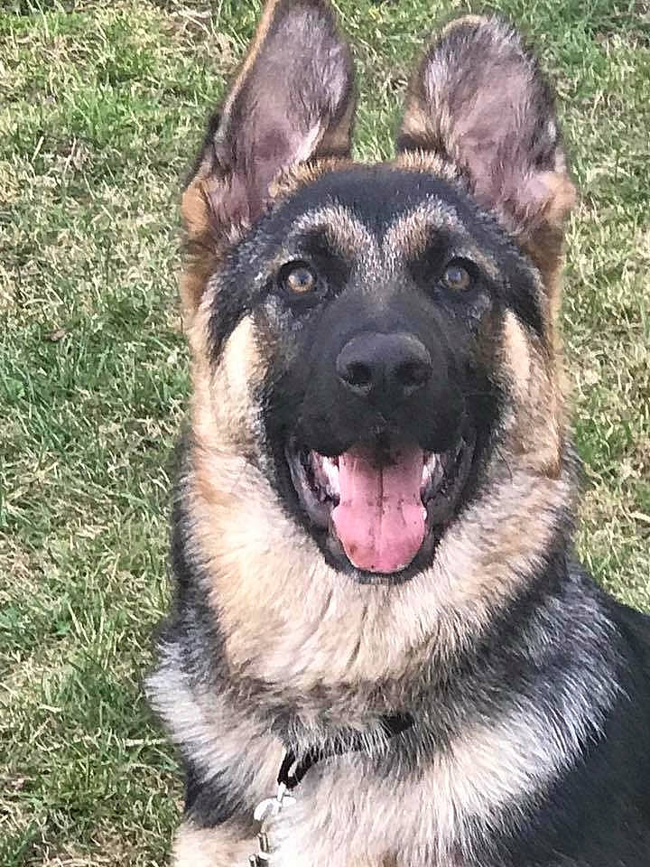 Bella Mae is registered to the contest to win money with this photo: canidae, carnivore, companion_dog, dog, dog_breed, east_european_shepherd, eye, fang, fur, german_shepherd_dog, grass, head, herding_dog, plant, snout, sporting_group, terrestrial_animal, whiskers, working_animal, working_dog