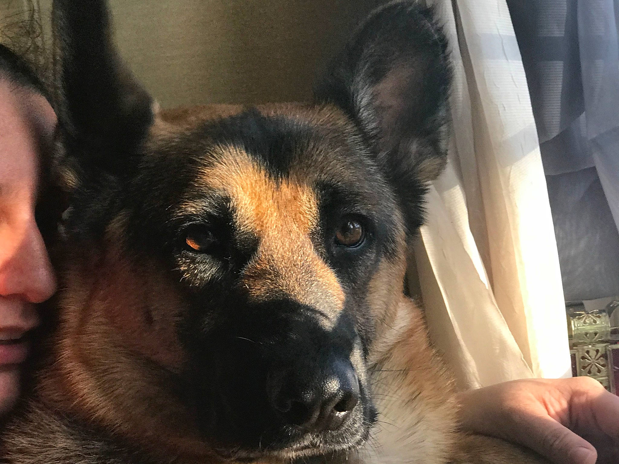 Bella Mae is registered to the contest to win money with this photo: canidae, carnivore, companion_dog, dog, dog_breed, ear, eye, fawn, fur, german_shepherd_dog, guard_dog, jaw, paw, puppy, snout, sporting_group, toy_dog, whiskers, window, working_dog