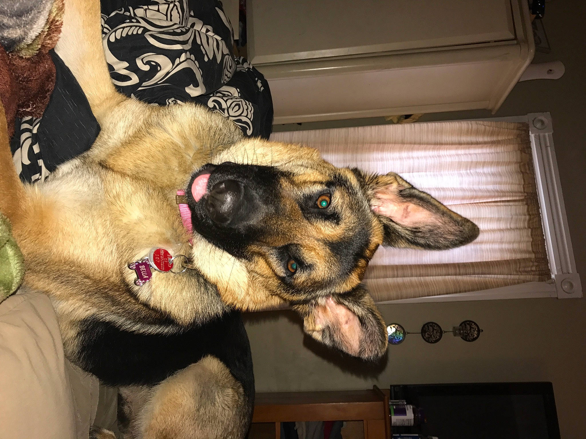 Bella Mae joined the competition — help win amazing prizes! canidae, carnivore, companion_dog, dog, dog_breed, ear, fawn, flooring, fur, paw, room, snout, sporting_group, terrestrial_animal, window, working_animal