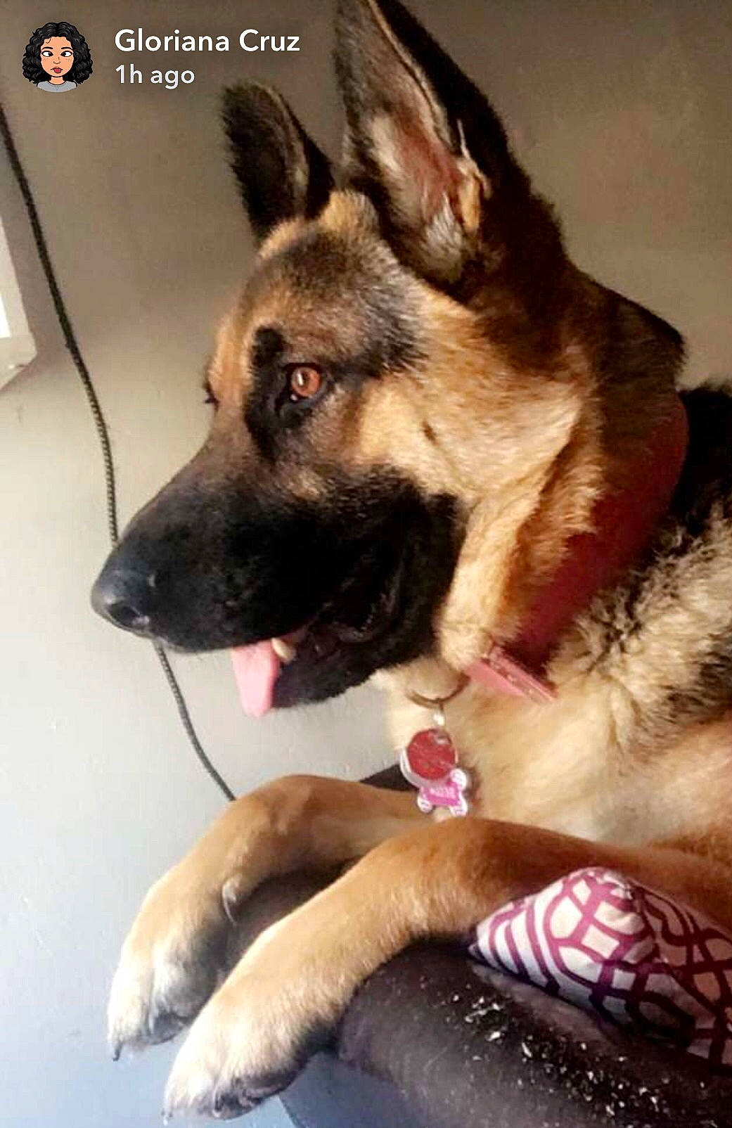 Bella Mae is registered to the contest to win money with this photo: canidae, carnivore, companion_dog, dog, dog_breed, dog_supply, fawn, flesh, foot, fur, german_shepherd_dog, jaw, king_shepherd, old_german_shepherd_dog, paw, snout, sporting_group, whiskers, working_animal, working_dog