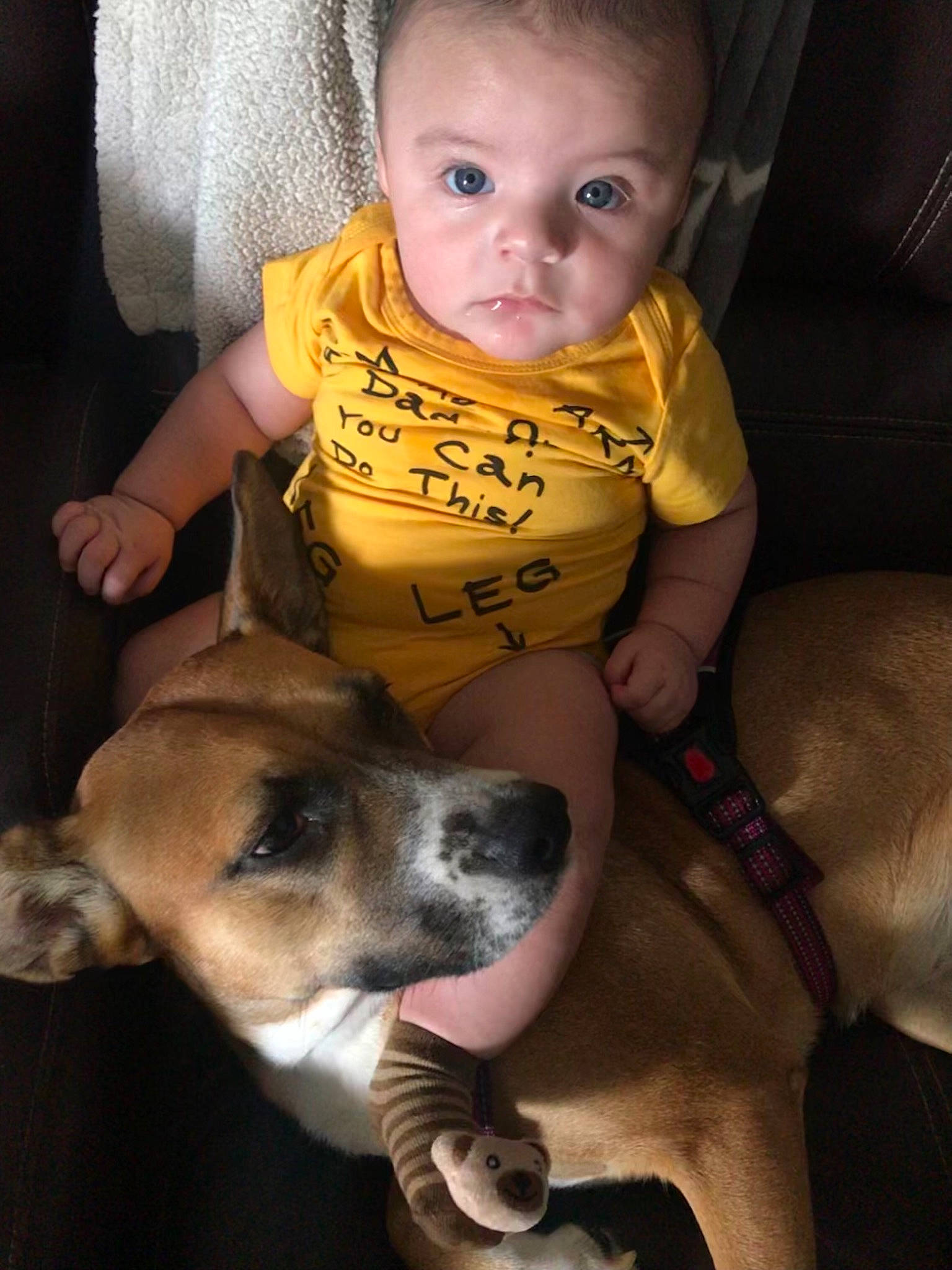 Reese joined the competition — help win amazing prizes! baby, baby_toddler_clothing, carnivore, cheek, comfort, companion_dog, dog, dog_breed, eye, fawn, happy, head, human, iris, nose, organ, person, skin, snout, toddler