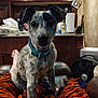 Roscoe is registered to the contest to win money with this photo: animal, blanket, collar, counter, curious, dog, domestic, ears, fan, foot, furniture, indoor, kitchen, paper_towel, pattern, pet, puppy, relaxing, spot, tiger_stripe