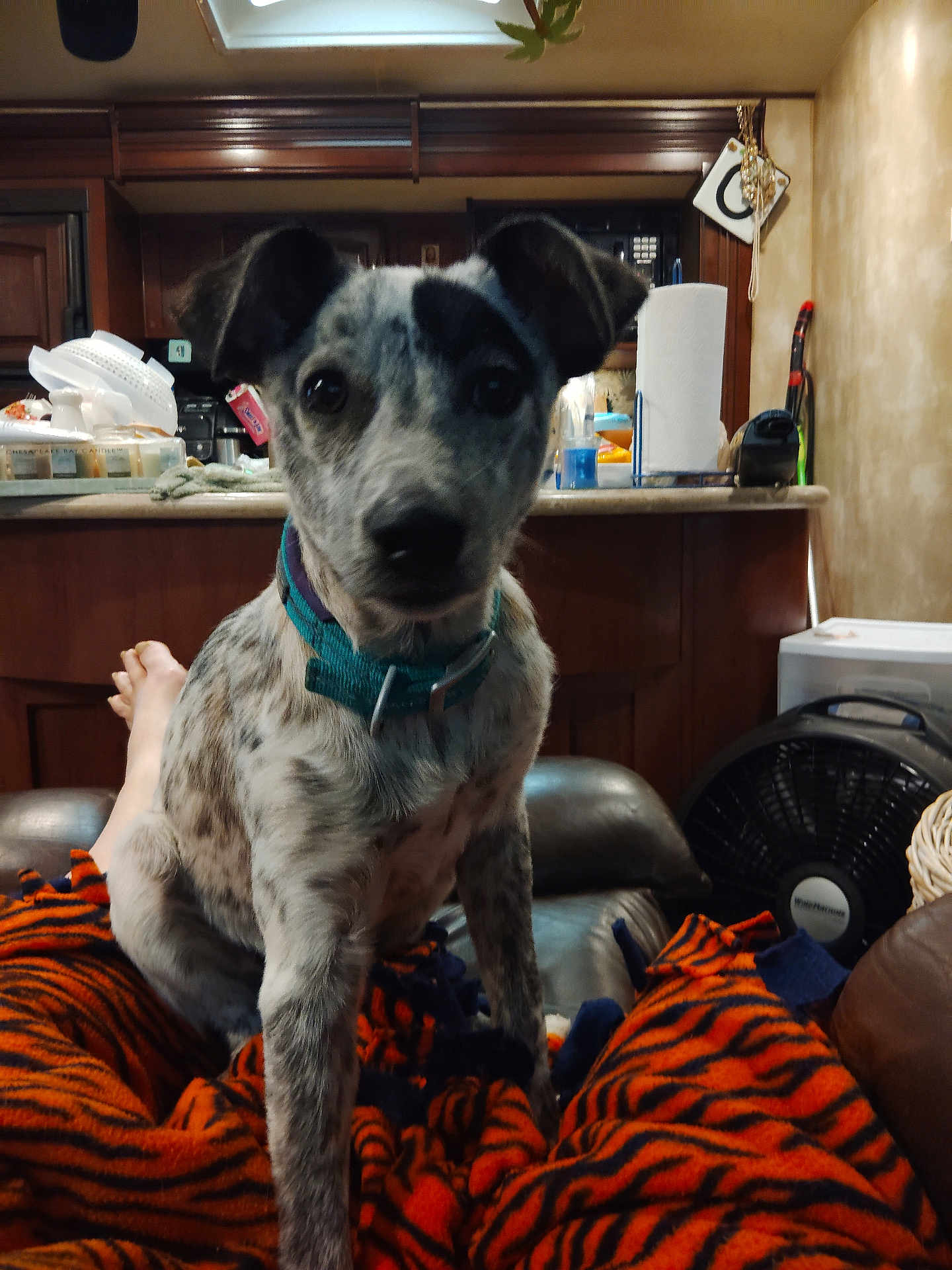 Roscoe