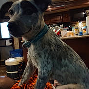 Roscoe joined the competition — help win amazing prizes! animal, appliances, blanket, bottle, collar, countertop, cup, dog, domestic_animal, ears, fur, furniture, household, indoor, kitchen, orange_blanket, pet, room, sitting, spotted_dog