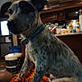 animal, appliances, blanket, bottle, collar, countertop, cup, dog, domestic_animal, ears, fur, furniture, household, indoor, kitchen, orange_blanket, pet, room, sitting, spotted_dog