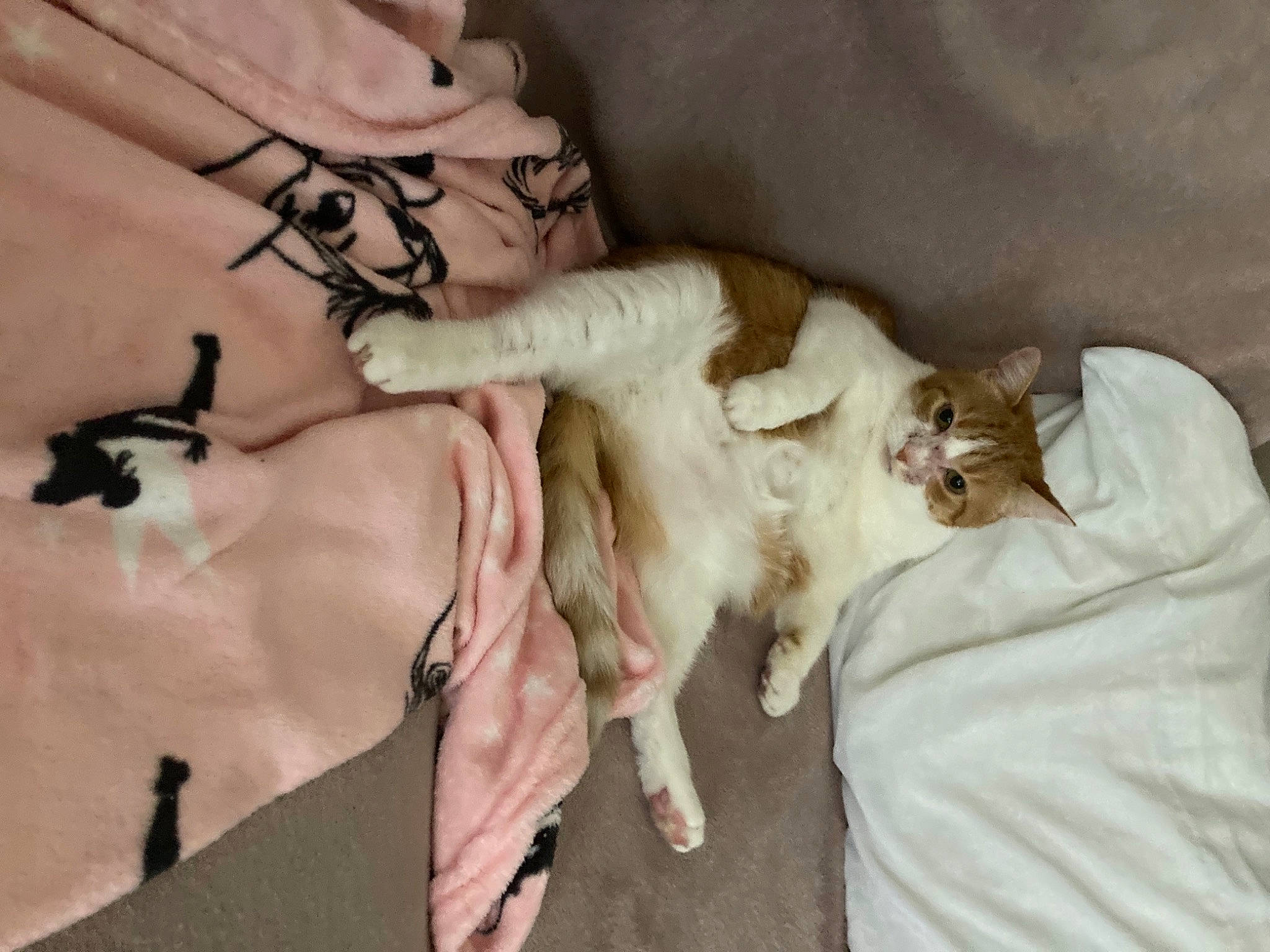 Treasure is registered to the contest to win money with this photo: canidae, carnivore, comfort, companion_dog, dog_breed, duvet, fawn, felidae, fur, gesture, human_leg, linens, mammal, paw, sleeve, small_to_medium_sized_cats, sporting_group, tail, whiskers, working_animal