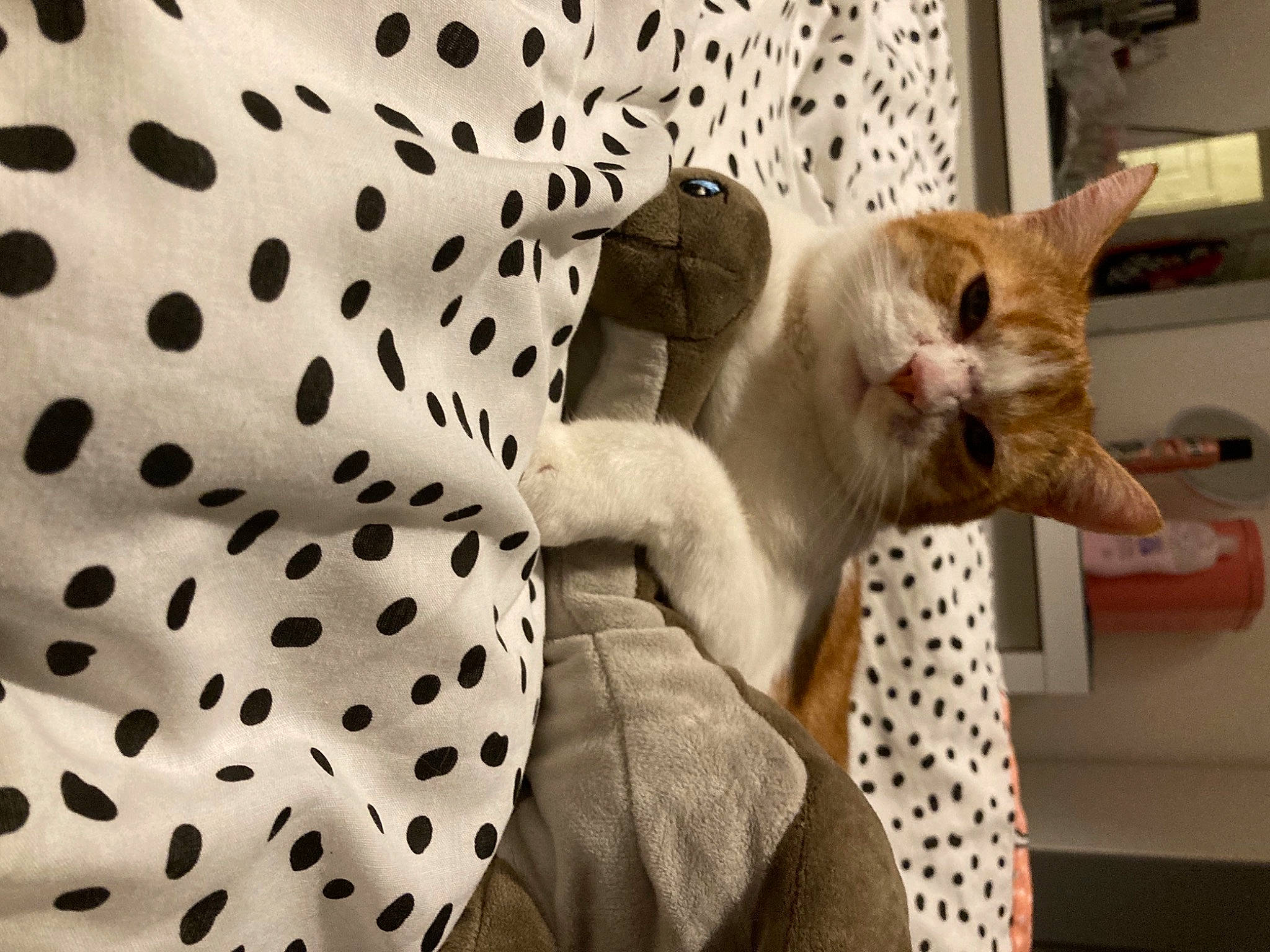 Treasure joined the competition — help win amazing prizes! carnivore, cat, comfort, domestic_short_haired_cat, fawn, felidae, fur, linens, mammal, monochrome_photography, pattern, paw, sleeve, small_to_medium_sized_cats, snout, tail, textile, vertebrate, whiskers, white