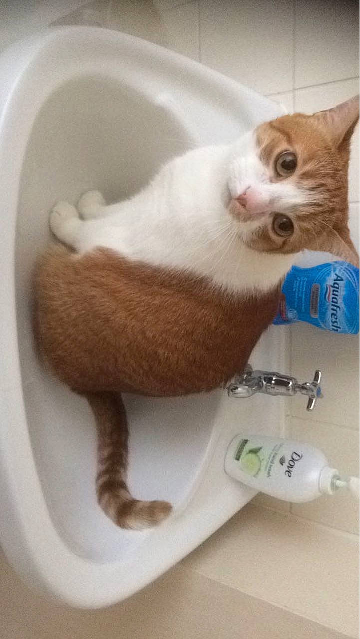 Treasure is registered to the contest to win money with this photo: box, carnivore, cat, cat_supply, claw, companion_dog, domestic_short_haired_cat, fawn, felidae, fur, paw, photo_caption, small_to_medium_sized_cats, snout, stuffed_toy, tail, whiskers