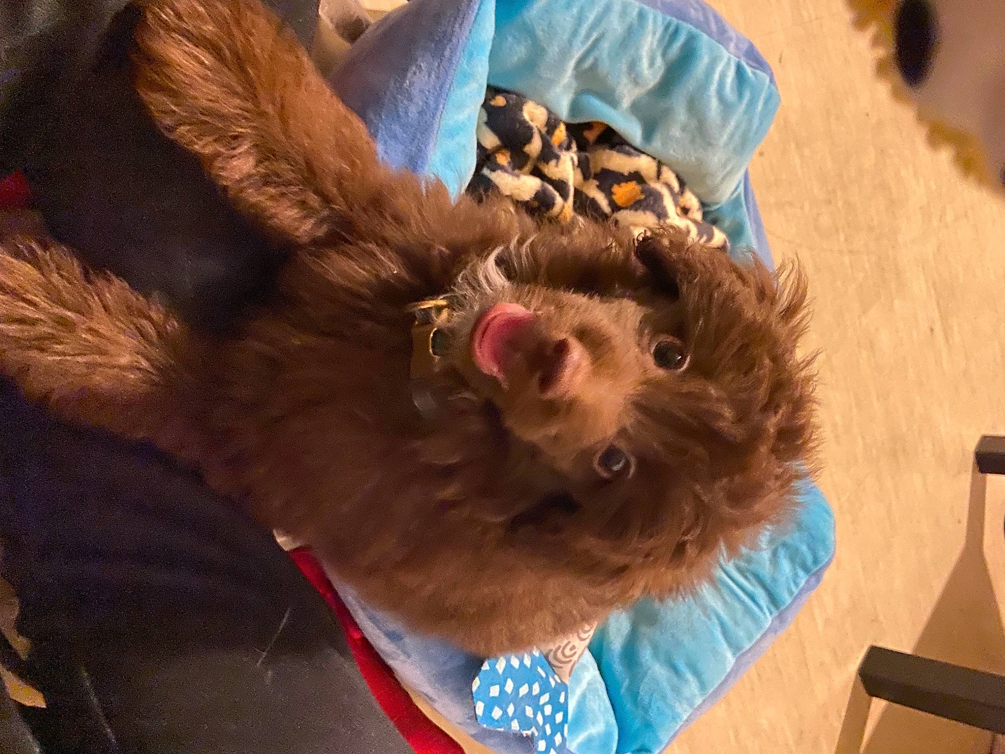 Paddington is registered to the contest to win money with this photo: canidae, carnivore, comfort, companion_dog, dog, dog_breed, dog_collar, ear, fawn, felidae, flesh, fun, fur, liver, puppy, snout, sporting_group, terrier, toy_dog, working_animal