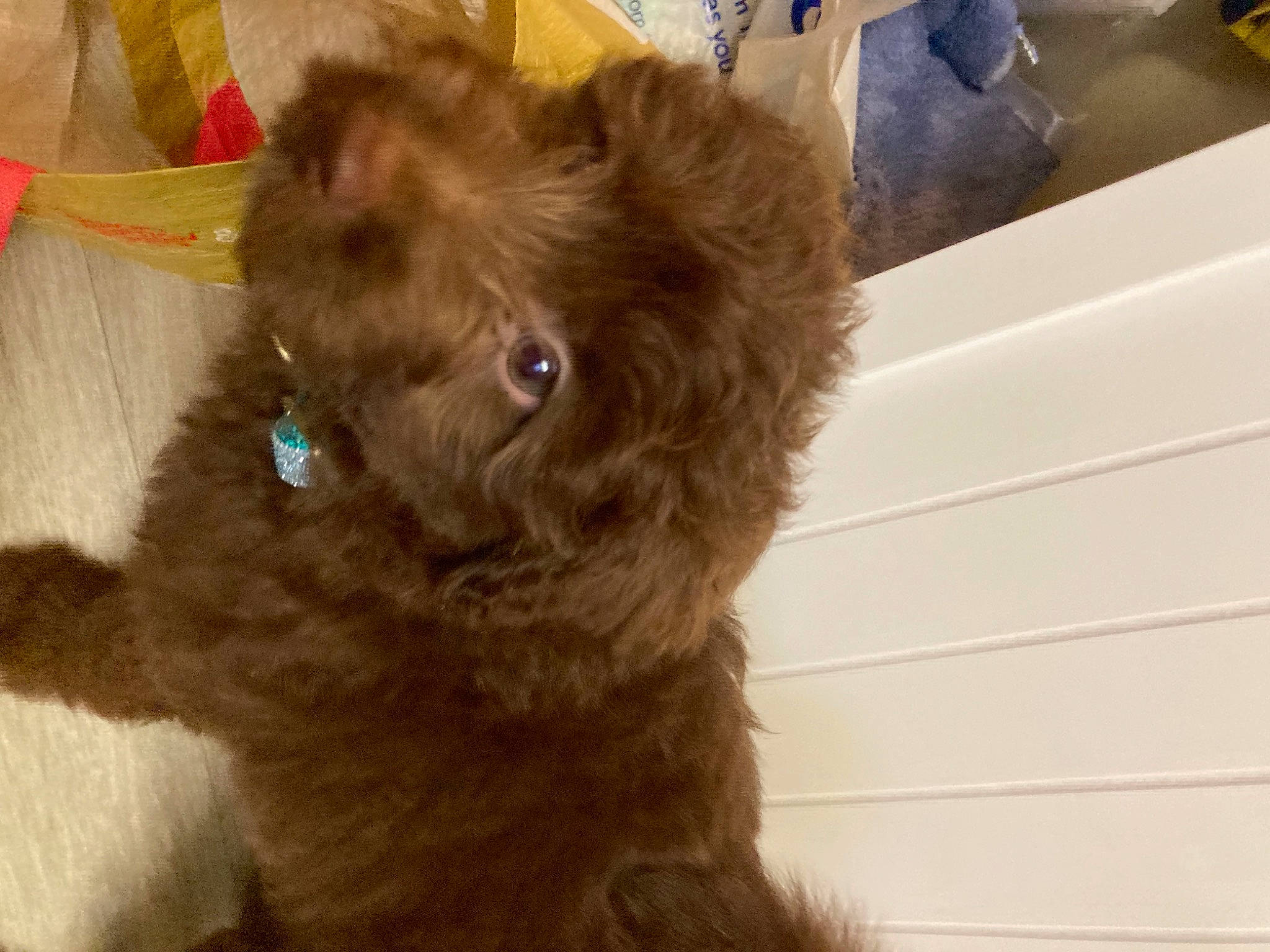 Paddington is registered to the contest to win money with this photo: canidae, carnivore, companion_dog, dog, dog_breed, dog_collar, ear, fur, hardwood, liver, maltepoo, natural_material, non_sporting_group, puppy, terrestrial_animal, terrier, toy_dog, whiskers, working_animal, yorkipoo