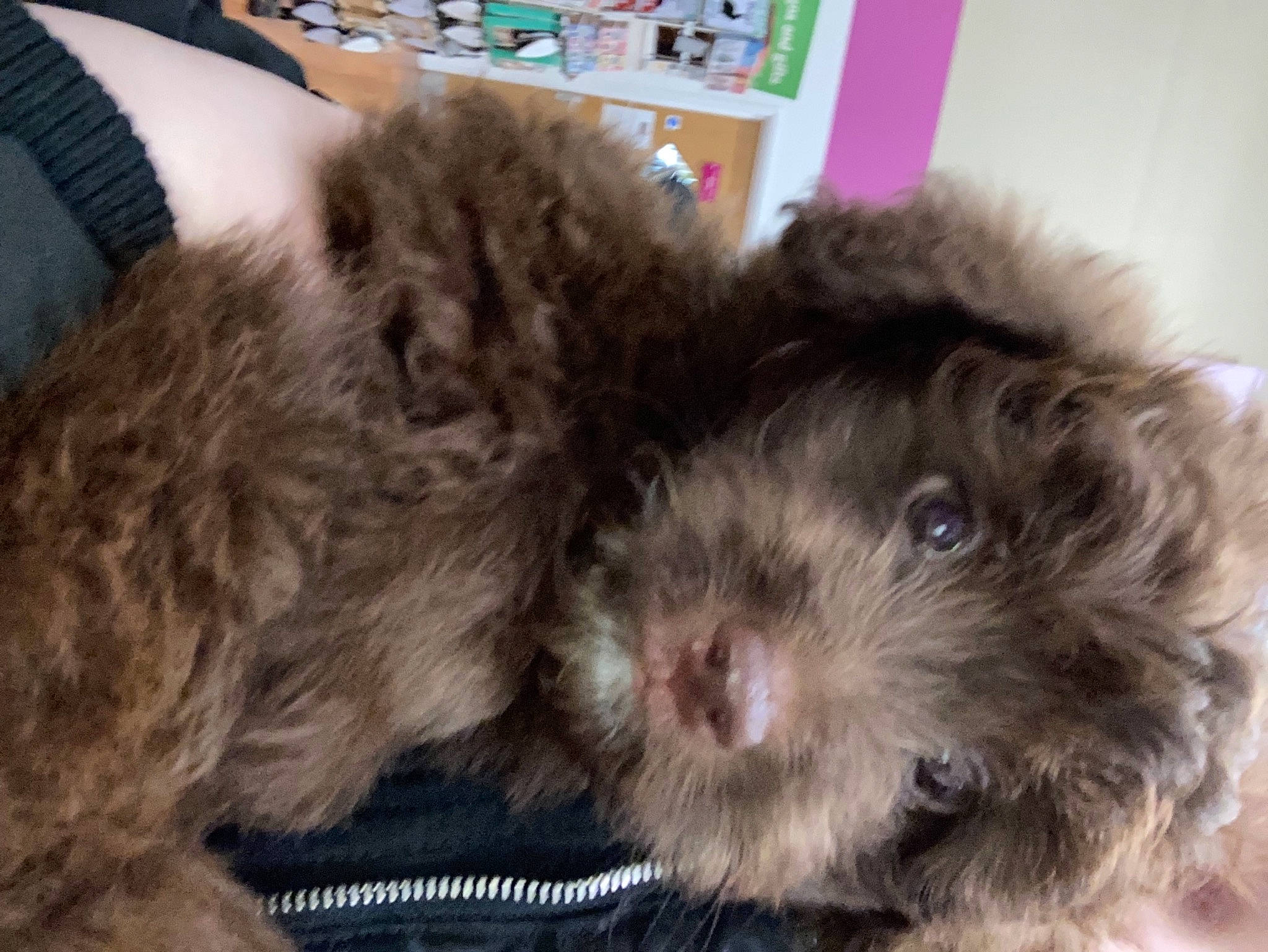 Paddington joined the competition — help win amazing prizes! canidae, carnivore, comfort, companion_dog, dog, dog_breed, fur, labradoodle, liver, maltepoo, puppy_love, shih_poo, small_terrier, snout, sporting_group, terrier, toy_dog, whiskers, working_animal, yorkipoo