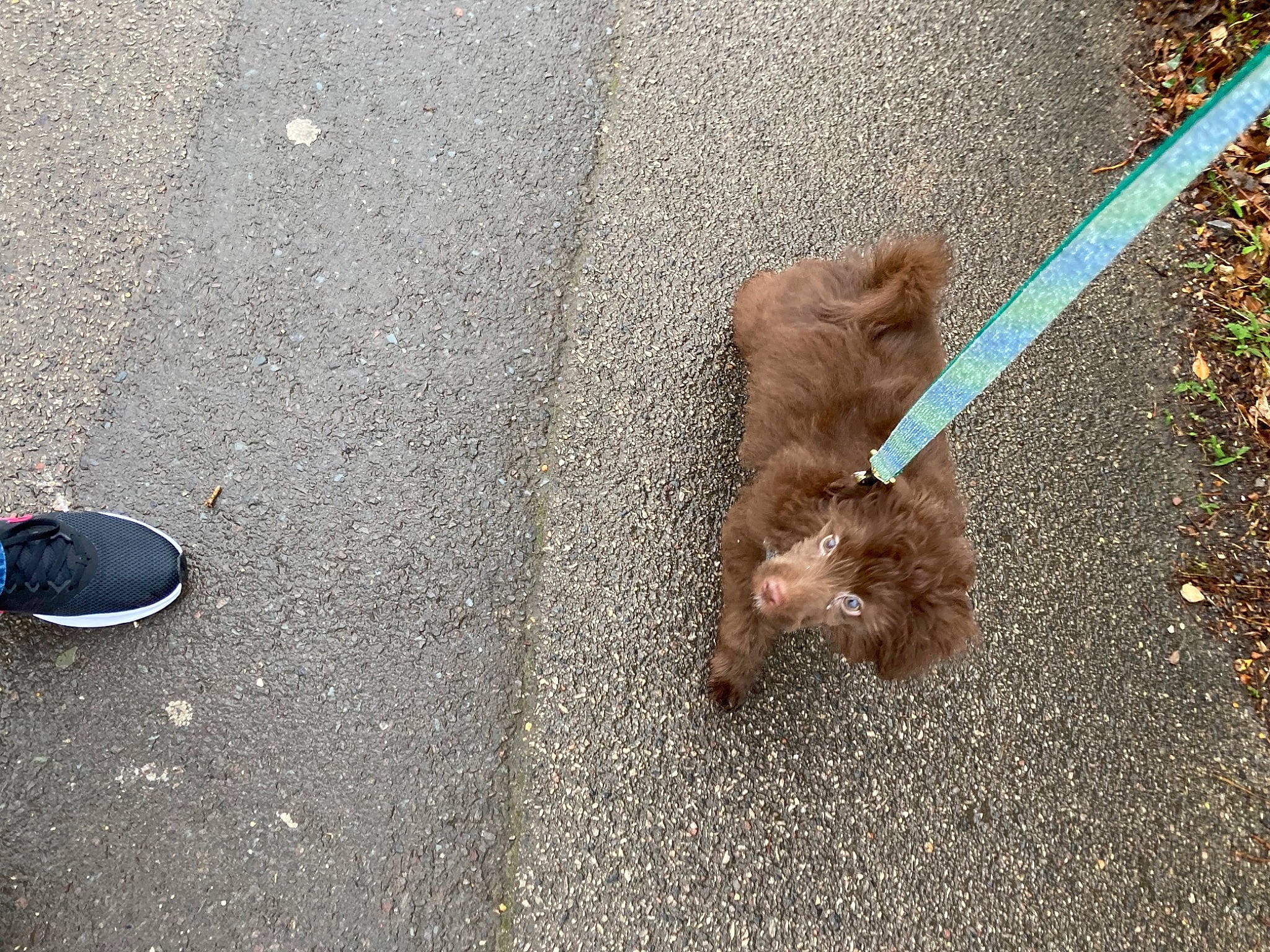 Paddington is registered to the contest to win money with this photo: asphalt, carnivore, companion_dog, dog, dog_breed, fawn, flooring, fur, grass, leash, liver, road_surface, shadow, sidewalk, snout, tail, tar, terrier, toy_dog, working_animal