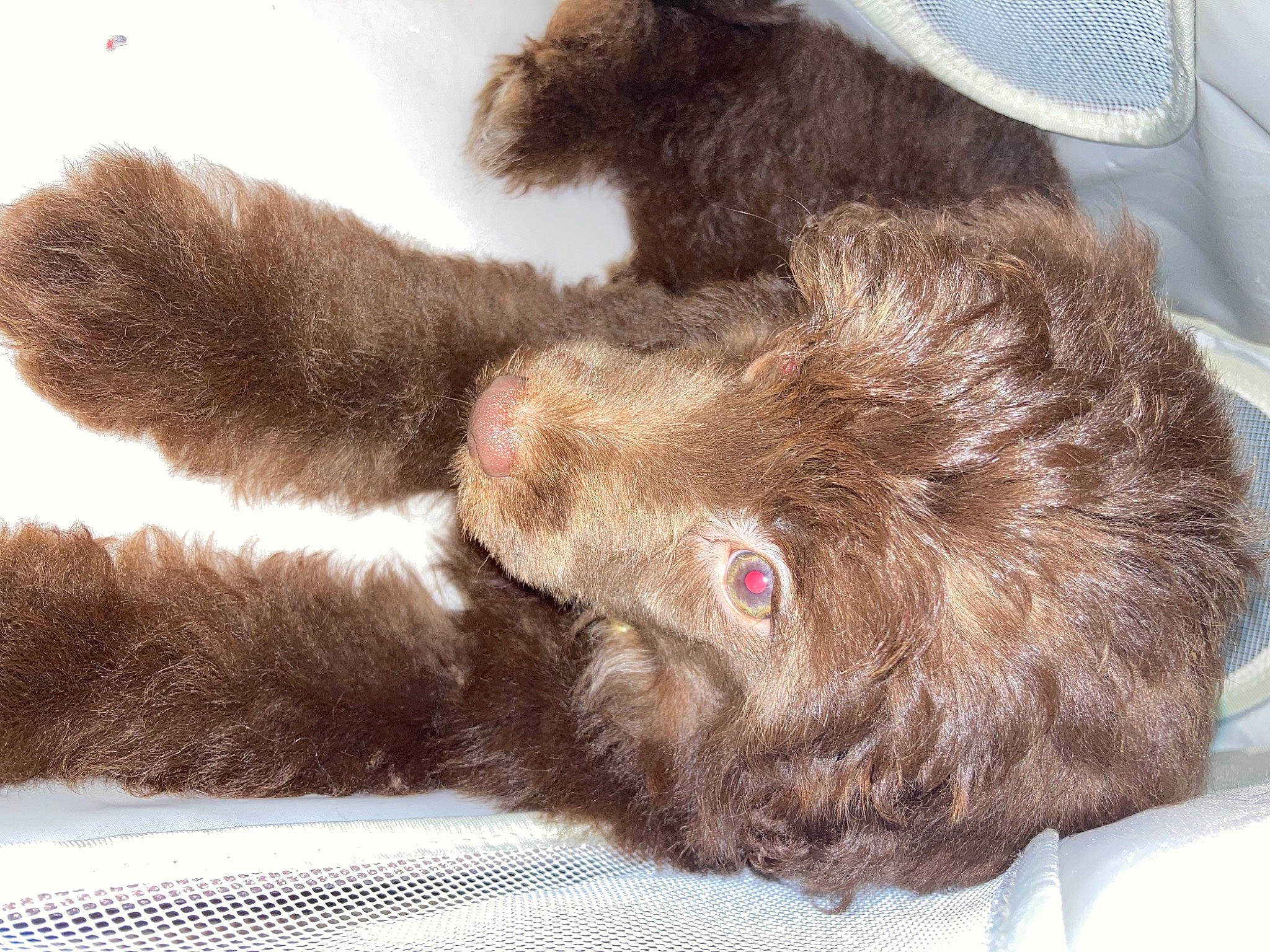 Paddington is registered to the contest to win money with this photo: baseball_cap, brown, carnivore, cat, claw, comfort, companion_dog, dog_breed, fawn, fedora, felidae, hat, liver, nap, paw, small_to_medium_sized_cats, snout, sporting_group, tail, whiskers